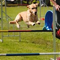 Shoulder injuries in dogs, agility