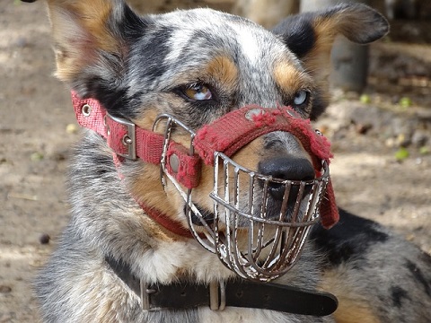 Can you massage a dog wearing a muzzle