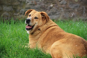 How to prevent obesity in dogs