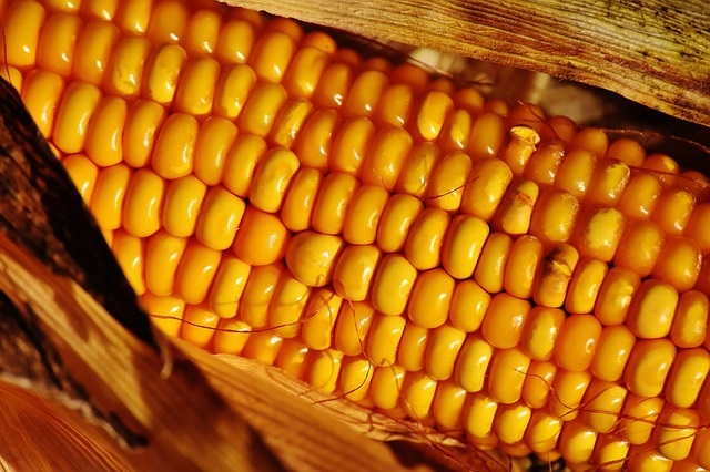Is corn OK for dogs?