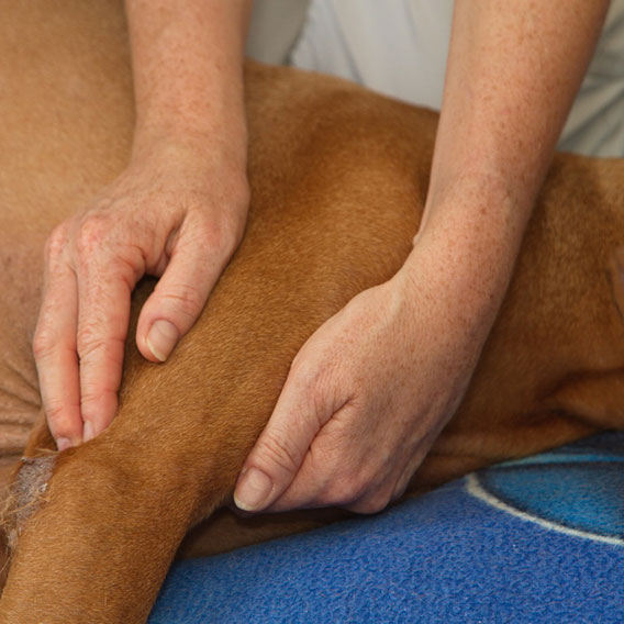 Benefits of canine massage therapy