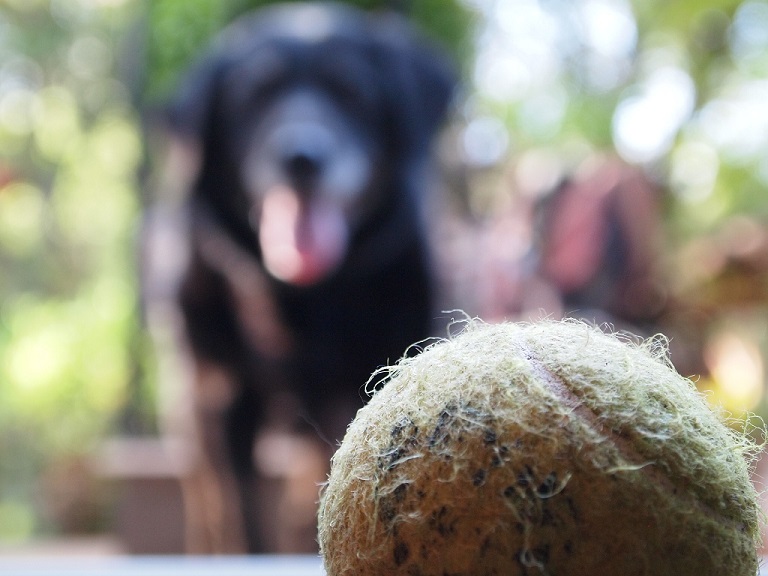 Dogs chasing balls